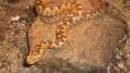 Vipera ammodytes ammodytes Scutari 1.1 CB/18